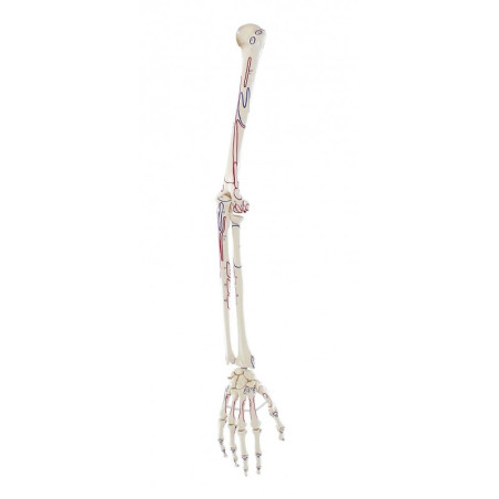 Model kończyny górnej człowieka z przyczepami mięśni