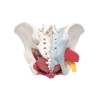 Model miednicy kobiety z narządami, więzadłami, naczyniami, nerwami - 6 części