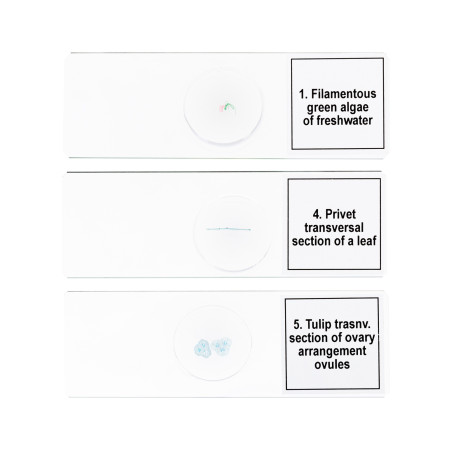 Zestaw mikropreparatów Levenhuk Discovery Prof DPS 5. „Biologia”